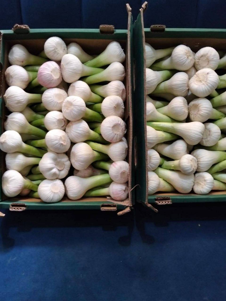 Fresh Spring Onions