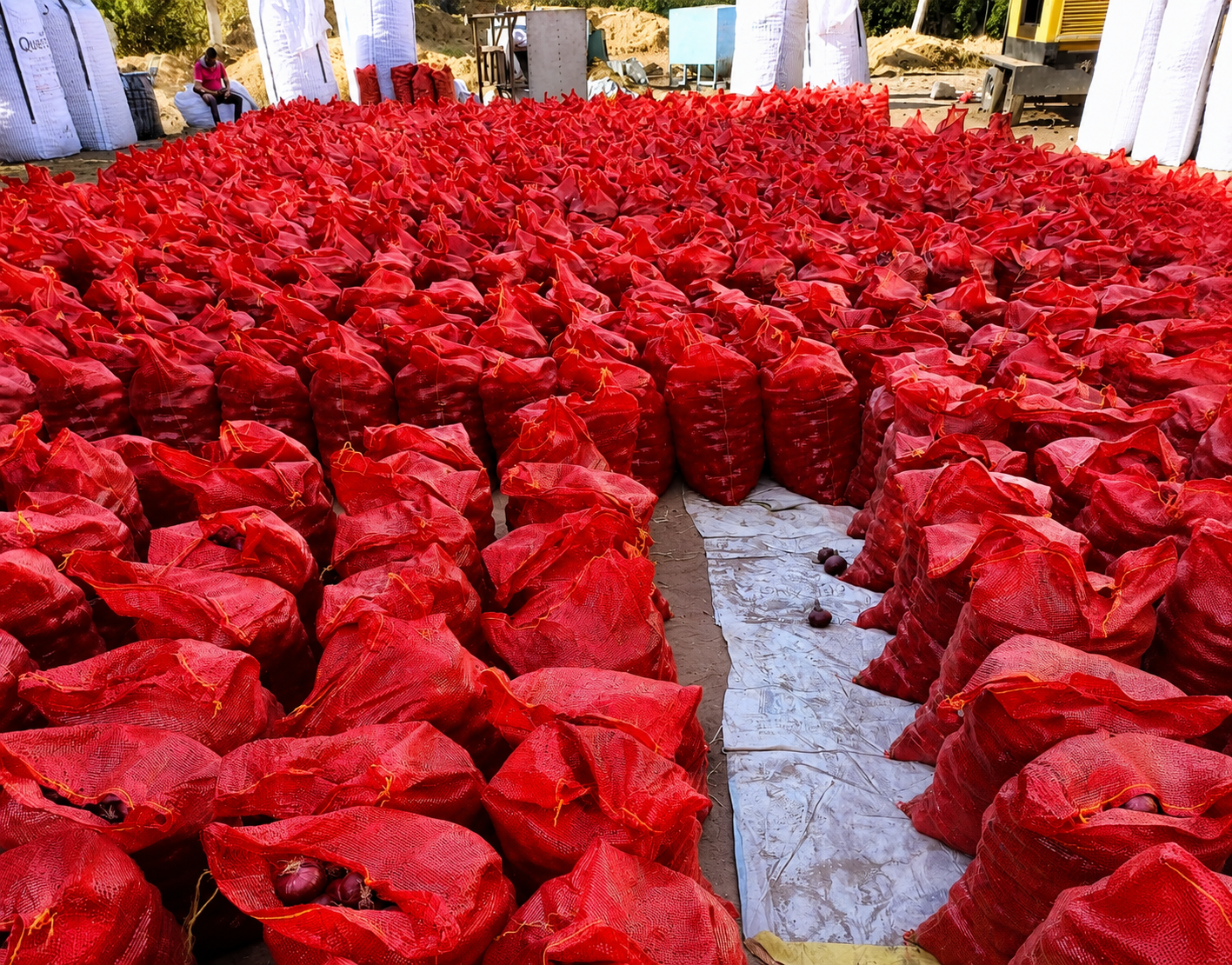 Red Onion Harvest Bags